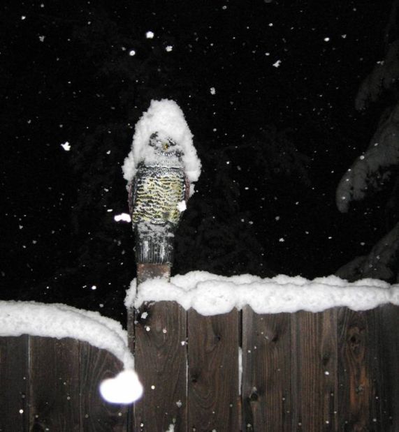 Winter Storm Atlas